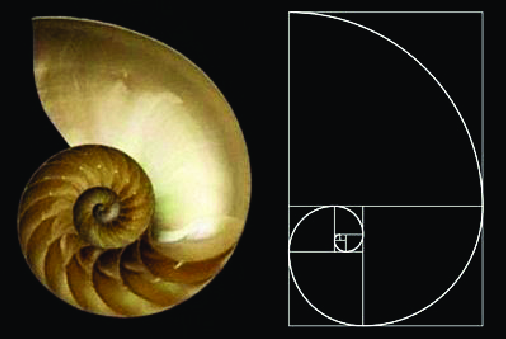 Nautilus