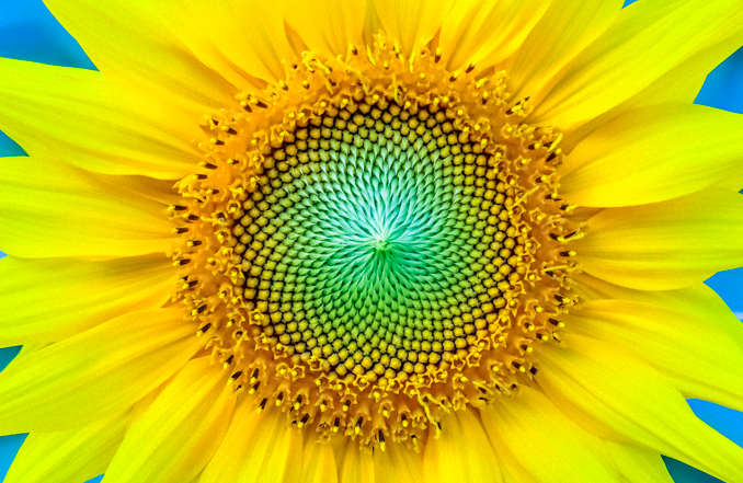 Flor de girasol